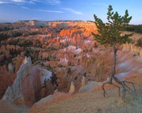 Un pin solitaire s'accroche désespérément au bord de l'amphithéâtre de Bryce Canyon, dans l'Utah, qui recule de 20 cm par siècle.